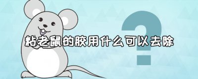 ​粘老鼠的胶是什么胶水 粘老鼠的胶用什么可以去除