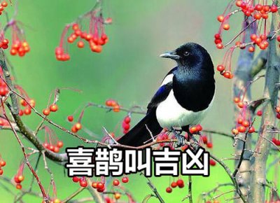 ​喜鹊叫有什么兆头（喜鹊叫的时间吉凶预兆）