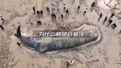 ​鲸鱼搁浅是什么意思（鲸鱼搁浅的原因阅读理解）