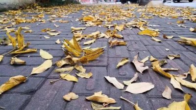 ​残枝落叶不属于厨余垃圾吗（残枝落叶是什么垃圾）