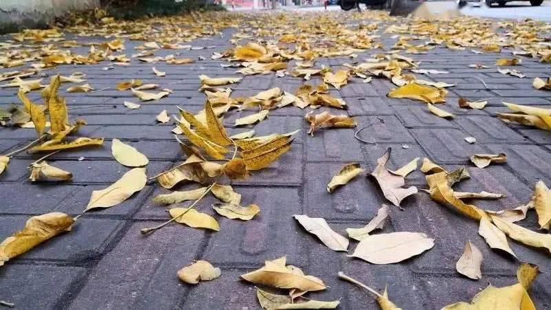 残枝落叶不属于厨余垃圾吗，残枝落叶是什么垃圾