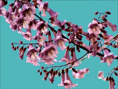 ​梧桐花几月份开花（梧桐什么季节开花）