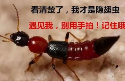 ​隐翅虫咬后最有效的处理方法