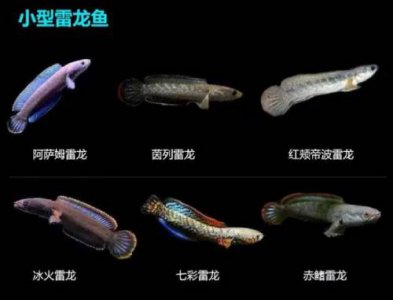 ​雷龙鱼品种大全（雷龙鱼有多少种类）