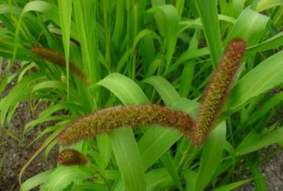 ​植物小米长什么样子（小米的植物长啥样子）