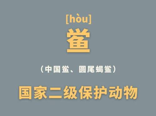 中华鲎