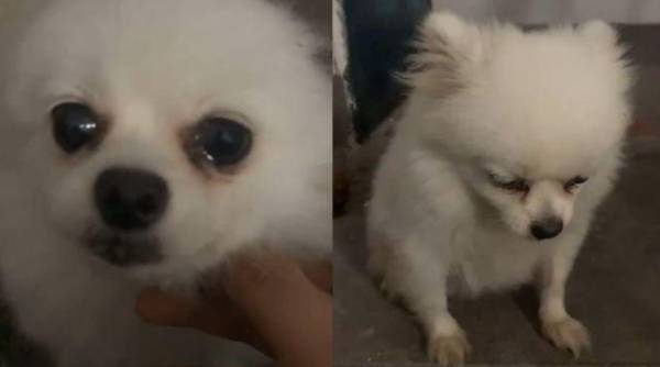 丢失6年狗子找回家蹲门口等主人