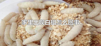 ​家里出现白蛆怎么回事（家里突然有白色蛆怎么回事）
