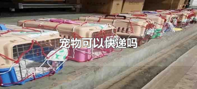 ​宠物可以快递吗（快递能快递宠物吗?）