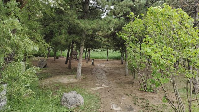 汾河公园三期景区（汾河东岸湿地公园）(14)