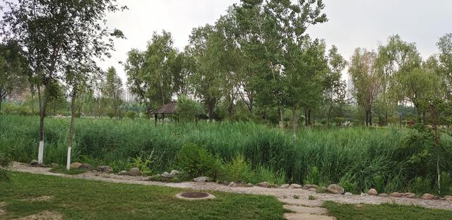 汾河公园三期景区（汾河东岸湿地公园）(16)