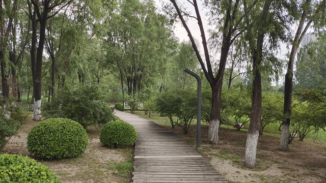 汾河公园三期景区（汾河东岸湿地公园）(13)