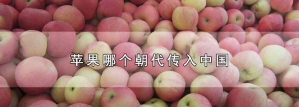 苹果什么时候传入中国,苹果哪个朝代传入中国,用英文怎么说图1