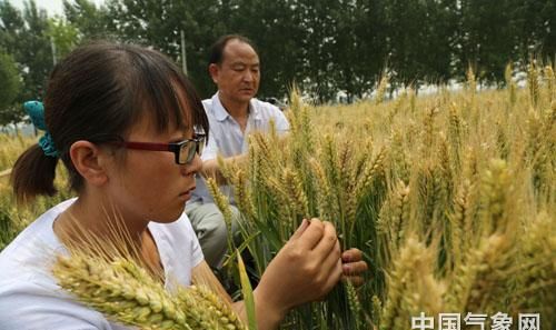 返豫是否三夏生产作业人员怎么填写