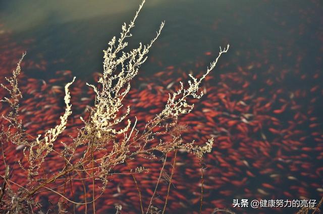 舟山普陀寺简介（传说中观音菩萨的道场普陀山）(3)