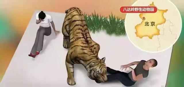 八达岭老虎伤人事件争议焦点（轰动一时的八达岭老虎咬人案）(7)