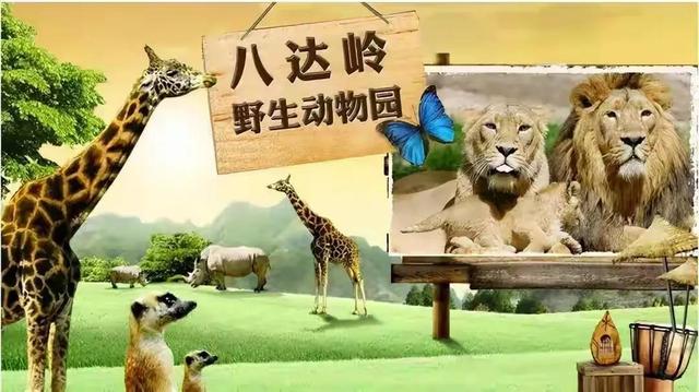 八达岭老虎伤人事件争议焦点（轰动一时的八达岭老虎咬人案）(3)