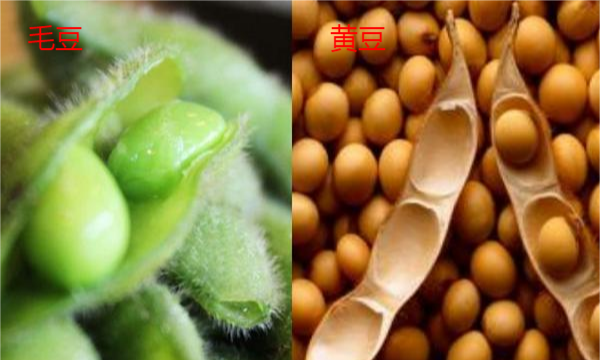 毛豆和黄豆的区别是什么,毛豆和黄豆一样吗?营养功效告诉你!图3