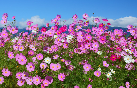 夏天开的花有哪些,春夏秋冬季节分别是哪几个月图15