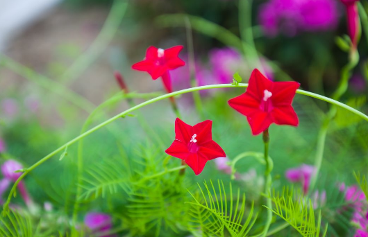 夏天开的花有哪些,春夏秋冬季节分别是哪几个月图13