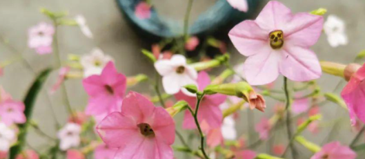 夏天开的花有哪些,春夏秋冬季节分别是哪几个月图16