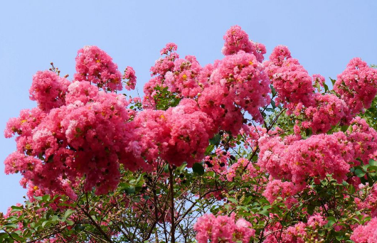 夏天开的花有哪些,春夏秋冬季节分别是哪几个月图10