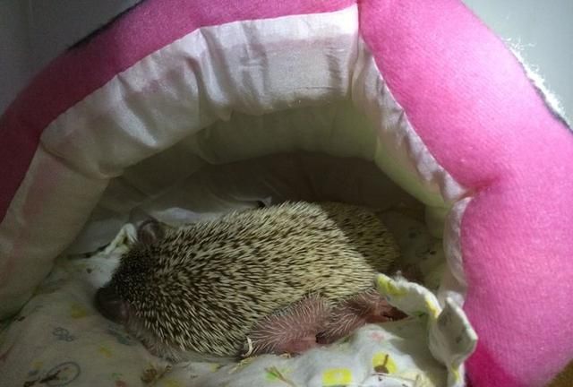 刺猬是兽类吗，刺猬是原兽吗？图6
