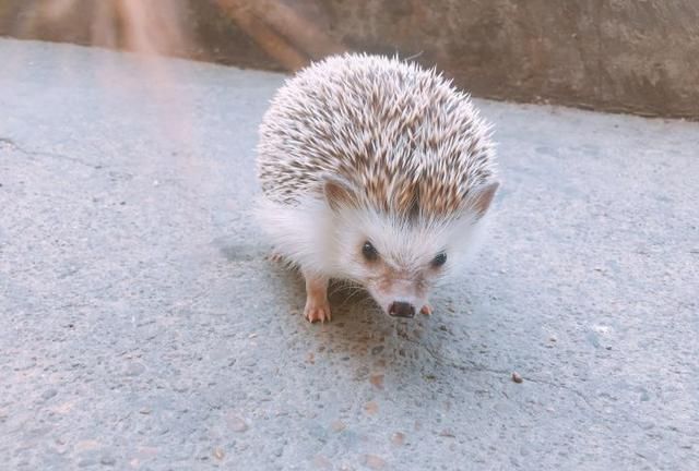 刺猬是兽类吗，刺猬是原兽吗？图3