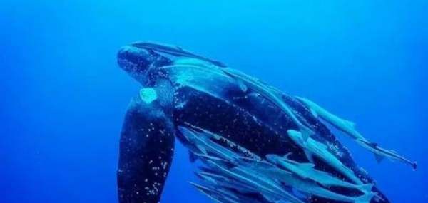 体型最大的海龟,世界上最大的海龟图12