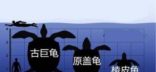 体型最大的海龟,世界上最大的海龟图7