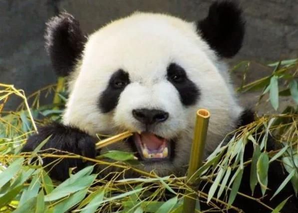 豪猪和什么动物是近亲，豪猪和哪些动物是近亲？图16