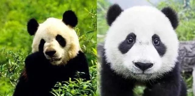 豪猪和什么动物是近亲，豪猪和哪些动物是近亲？图13