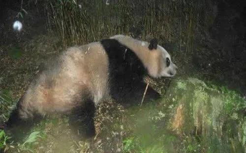 豪猪和什么动物是近亲，豪猪和哪些动物是近亲？图11