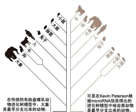 豪猪和什么动物是近亲，豪猪和哪些动物是近亲？图6