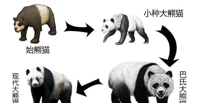 豪猪和什么动物是近亲，豪猪和哪些动物是近亲？图15