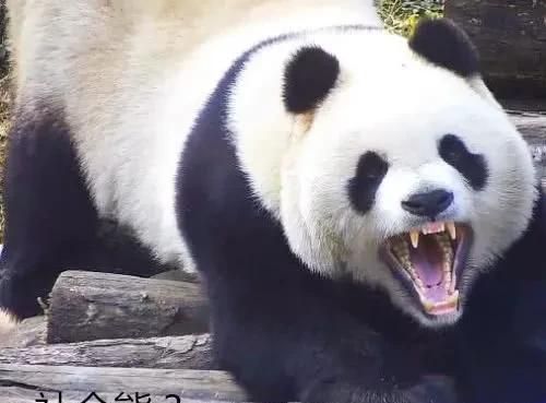 豪猪和什么动物是近亲，豪猪和哪些动物是近亲？图18