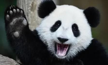 豪猪和什么动物是近亲，豪猪和哪些动物是近亲？图14