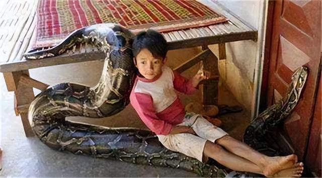 40斤巨蟒藏身10年惊险至极（1996年海南巨蟒为报恩当小孩）(21)