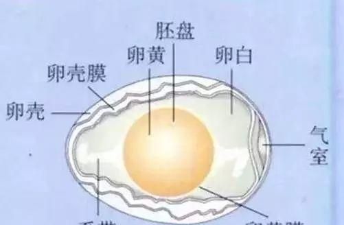 春分竖鸡蛋，春分你