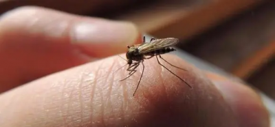 ​手打蚊子的危害,被蚊虫叮咬对身体有什么危害