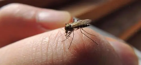 手打蚊子的危害,被蚊虫叮咬对身体有什么危害图1