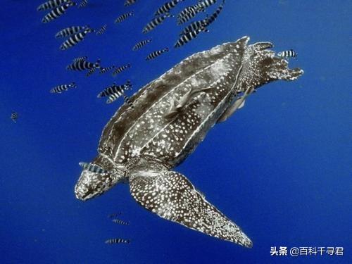 龟类体型排名（现存体型最大的龟类）(14)