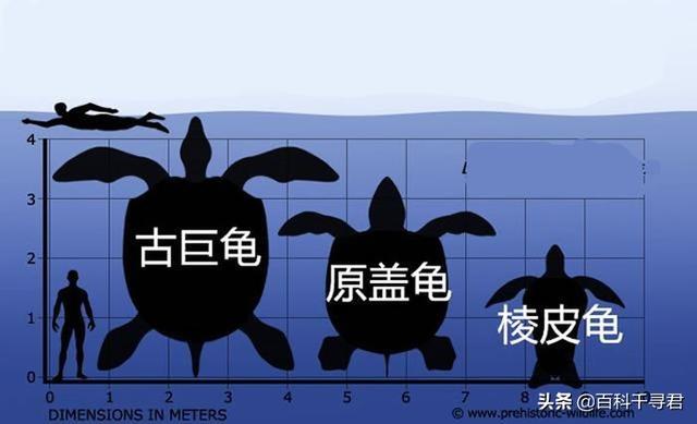 龟类体型排名（现存体型最大的龟类）(13)