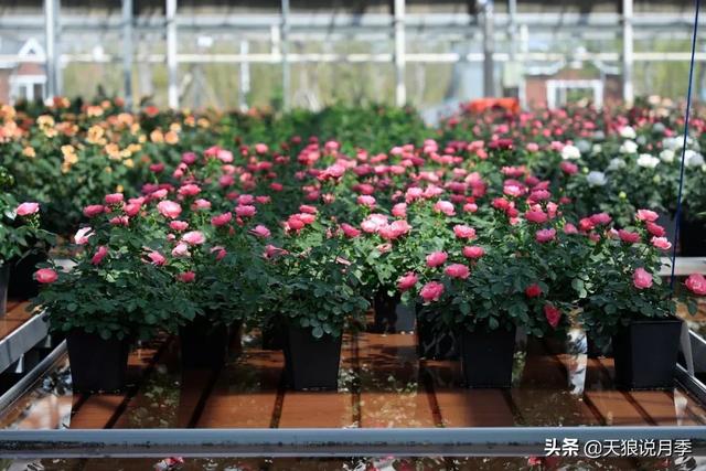 最值得收藏的15种月季花（最美人间四月天）(17)