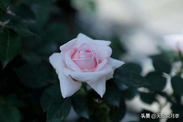 最值得收藏的15种月季花（最美人间四月天）(57)