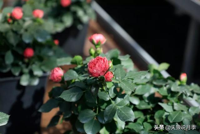 最值得收藏的15种月季花（最美人间四月天）(25)
