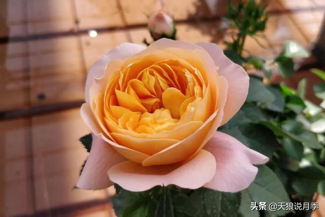 最值得收藏的15种月季花（最美人间四月天）(19)