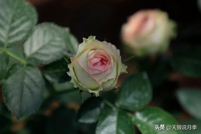最值得收藏的15种月季花（最美人间四月天）(38)