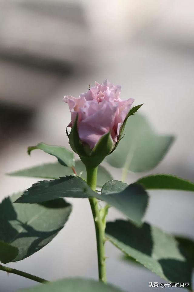 最值得收藏的15种月季花（最美人间四月天）(54)