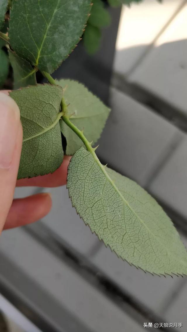 最值得收藏的15种月季花（最美人间四月天）(41)